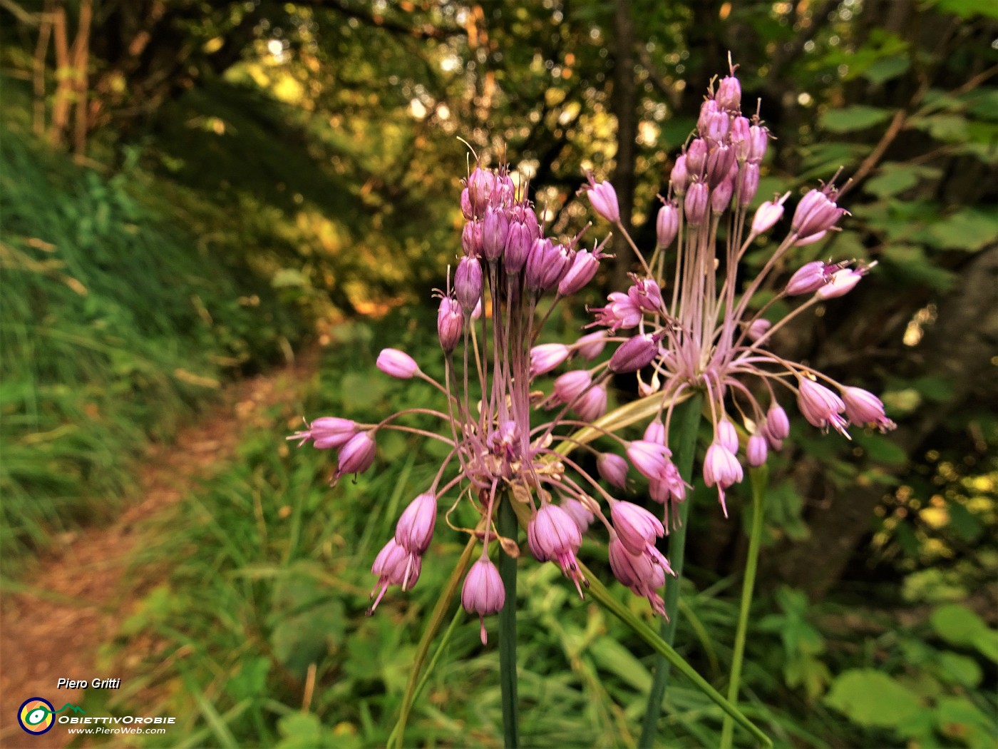 88 Ancora  Aglio grazioso (Allium cirrhosum).JPG